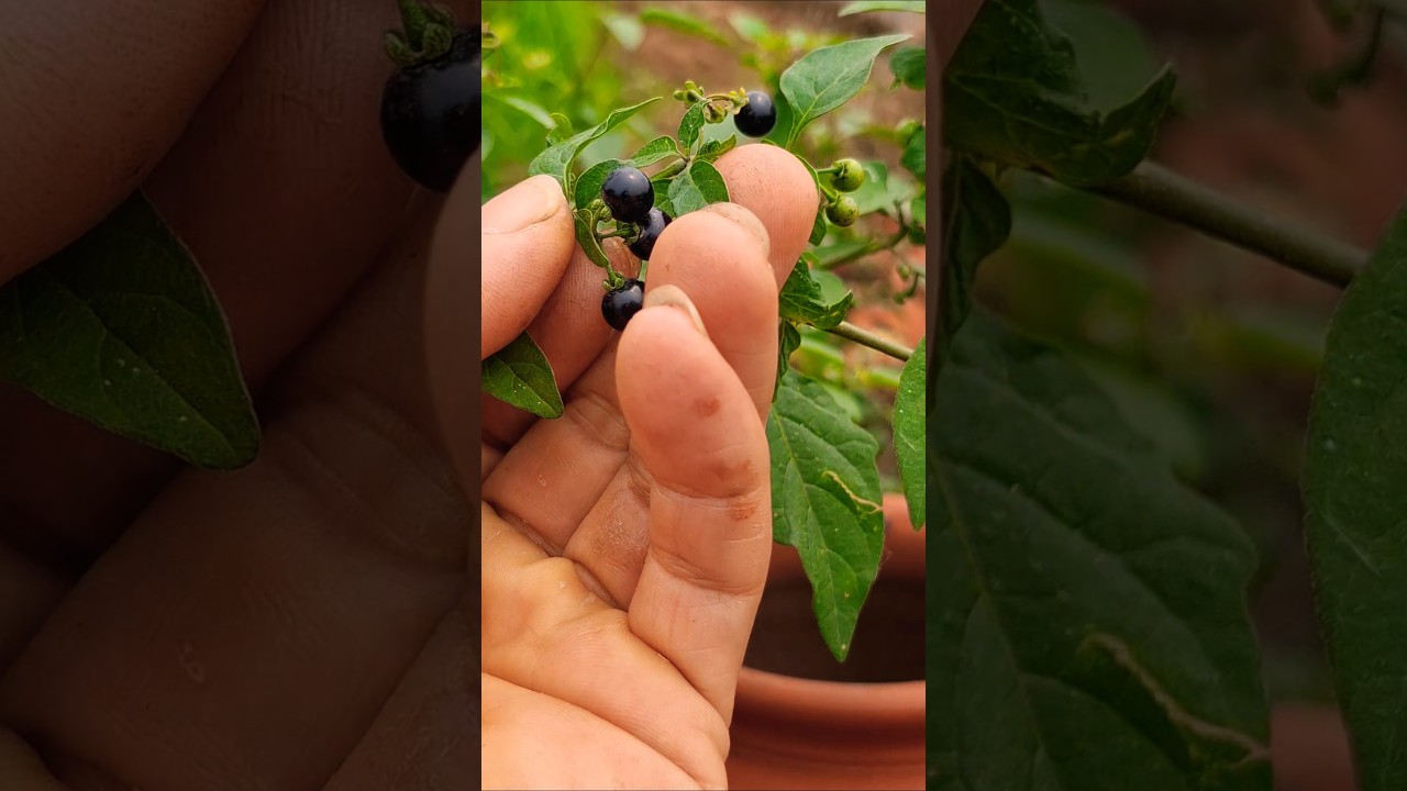 shorts new! #건강 #food #영양식 #cooking 한국밥상에는 자주보는 나물 하지만 외국에서 독나물 취급