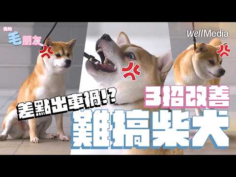 柴犬爆衝 耍賴 專業訓犬師教你 3 招 讓狗狗乖乖跟著走！【我的毛朋友】EP5