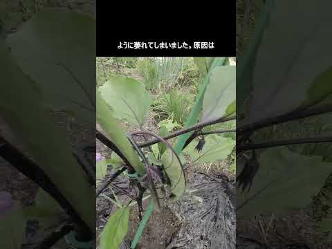 苗を見逃さないようにするにはどうすればよいですか？避けるべき5つの間違い!  庭園