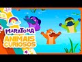 MARATONA ANIMAIS CURIOSOS ️ O Show Da Luna