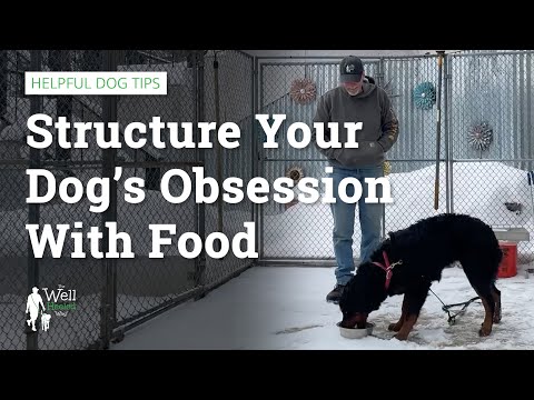 Structure Your Dog’s Obsession With Food: Learn how to be in control of strong food drives