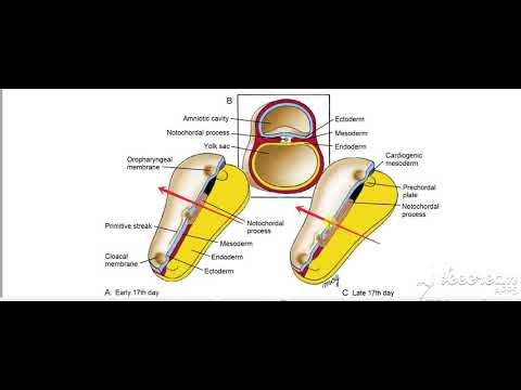 Embryonic disk median transverse planes