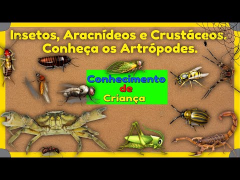 🐞Insects, 🕷arachnids and 🦀crustaceans, meet the Arthropods.