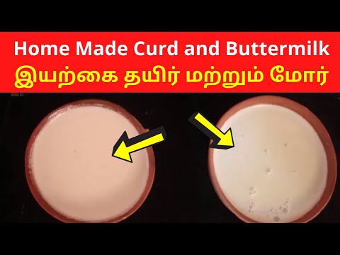 DIY Home Made - Nature Natural Curd and Buttermilk | Self Sufficient Life தற்சார்பு வாழ்க்கை