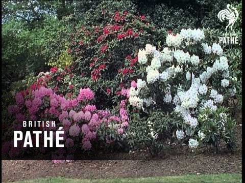 Out Takes / Cuts From Cp 549 - Gardener's Glory (1965)