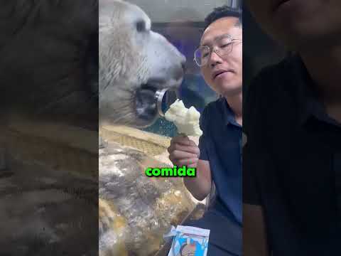 EL OSO POLAR MÁS ADORABLE DEL MUNDO!! 😯