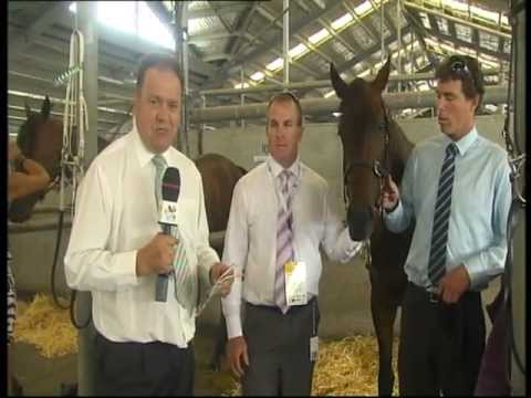 Hoss Amor - Magic Millions 2012
