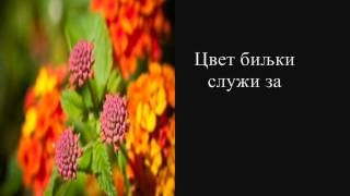 Главни делови биљке