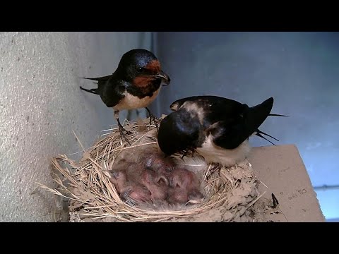 Hnízdění vlaštovek den po dni -- Swallows Nesting Day by Day