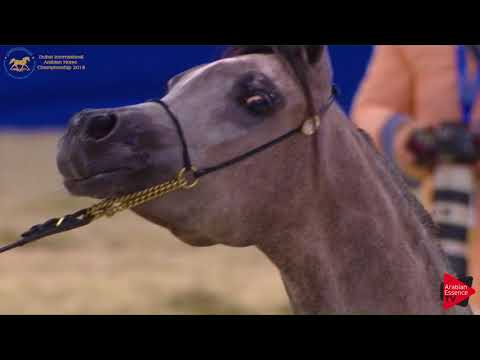 30 D RANNANAH Dubai 2018