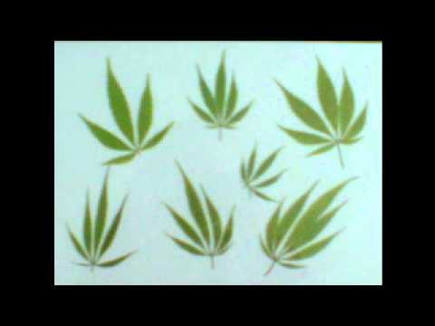 cnk-Jak marihuana z rana