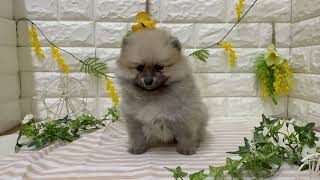 ポメラニアンの動画01