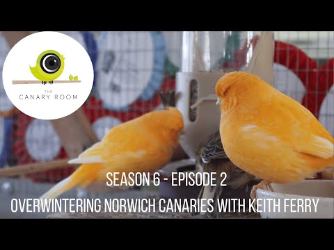 , title : 'The Canary Room Season 6 Episode 2 - Overwintering the Norwich Canary with Keith Ferry'