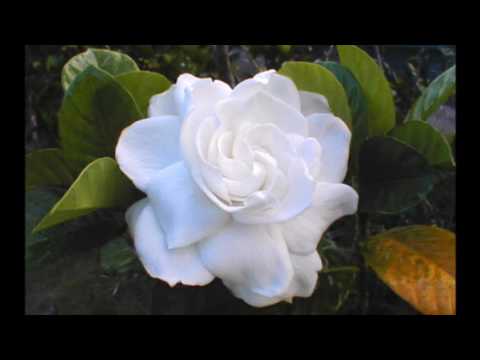 DJ Kena Ft Richard Marx "RIGTH HERE WAITING ZOUK LOVE REMIX" 😍