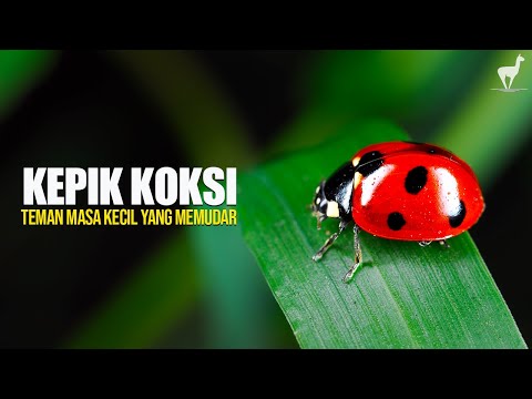 Kepik: Si Mungil Penjaga Alam yang Mulai Jarang Terlihat, ke Mana Mereka Pergi?