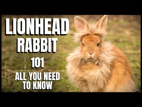 YouTube video about Appearance of Lionhead Rabbits: A Closer Look