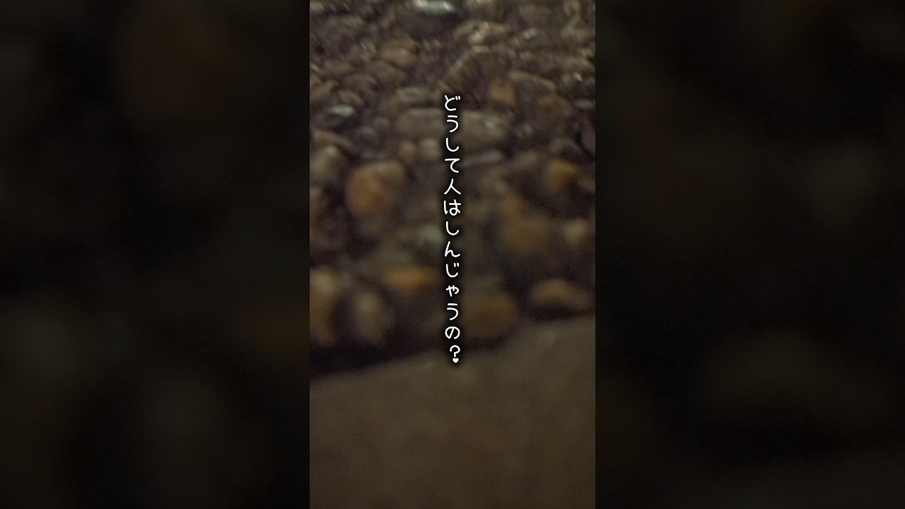 天国でまた会えるかな