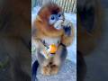 Monkey Snacks on Orange Peel 😂