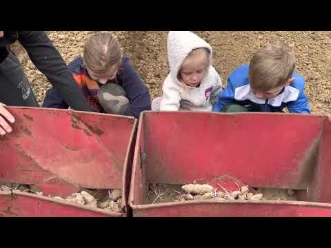 Kartoffeln legen 15.05.2021