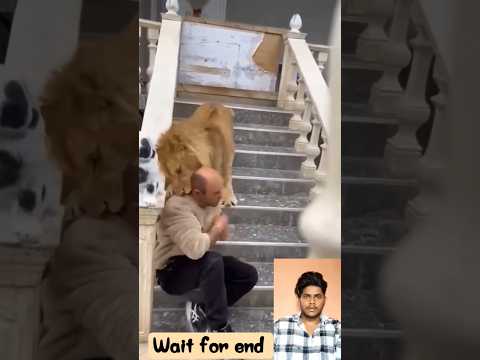 Lion kill the man (line attack) 🦁 ☠️ #shorts #shortsfeed  #lion #viral