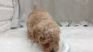 ハーフ犬の動画01