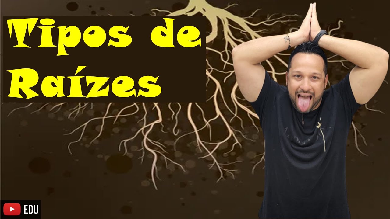 Tipos de Raízes - Subterrâneas, Aéreas e Aquáticas - Exemplos e Características - Morfologia Vegetal