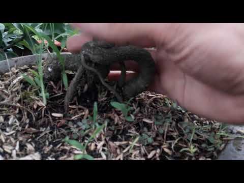 Sự khác nhau ,độ phát triển của mai trồng đất vs mai nuôi chậu