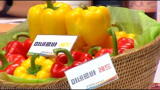 [2020온라인농업기술박람회] 라이브 토크콘서트_파프리카 신품종소개