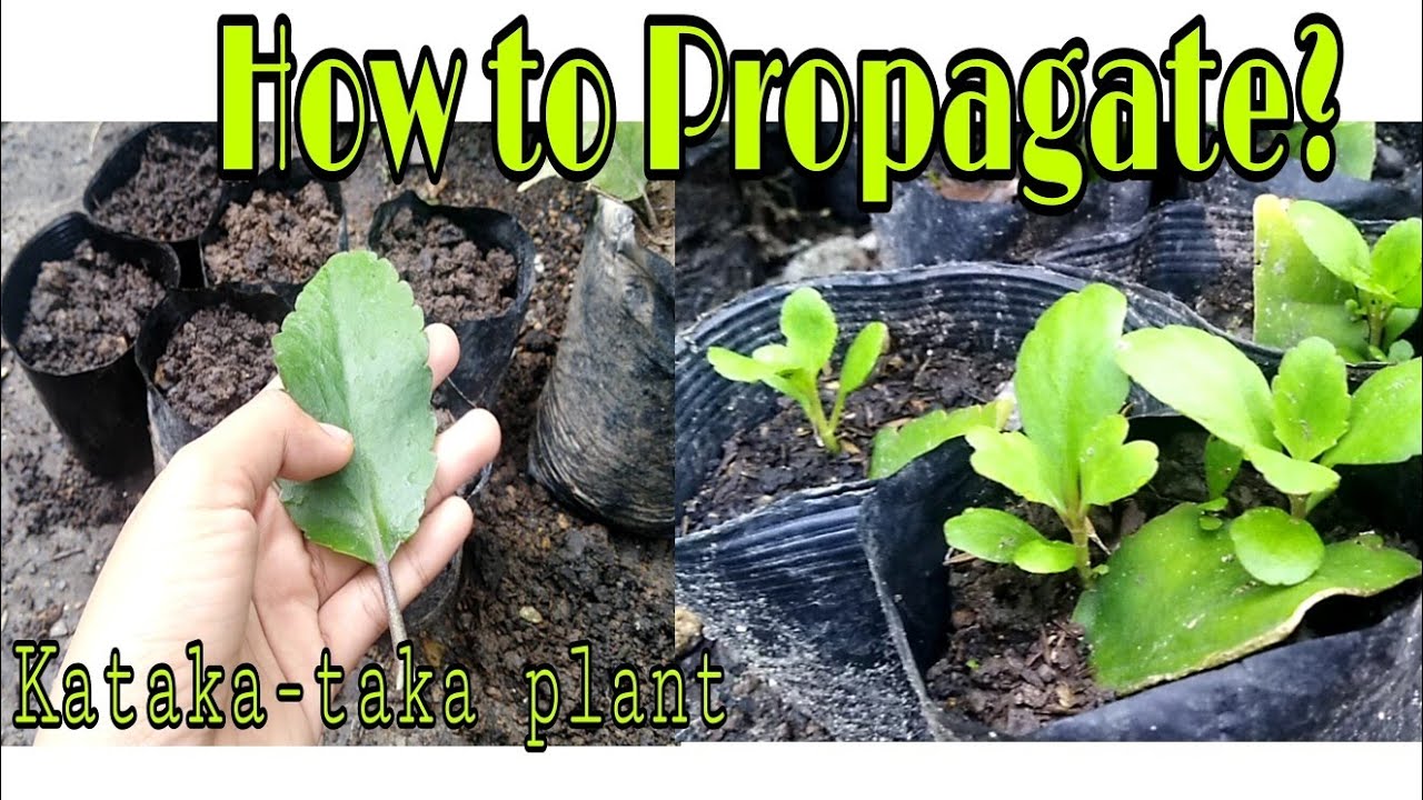 What is a Mexican Alebrijes? Tipseri