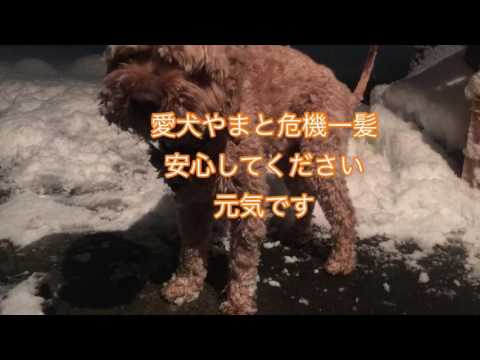 会計学科 愛犬やまと大雪で危機一髪ハプニング！木村勝則税理士滋賀県高島市の日々一生懸命いきる！