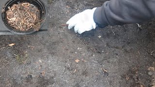 Jumping Worms Treatment in the Backyard | How to Kill Invasive Jumping Worm Immediately