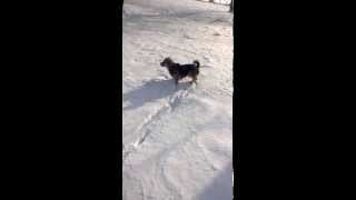 preview picture of video 'Puggle Puk Rundgang von Baum zu Baum im Schnee'