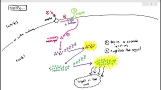 4-16 Cell Signaling (Cambridge AS & A Level Biology, 9700)