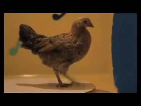 Dancing Chicken from Herzog's Stroszek