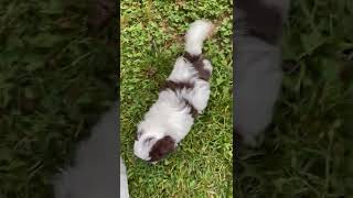 Havanese Puppies Videos