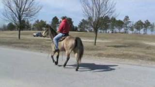 preview picture of video 'TWH / Racking mare  Miss Tennessee Tornado SOLD'
