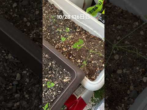 ニンジンと一緒にネギを植える 2023