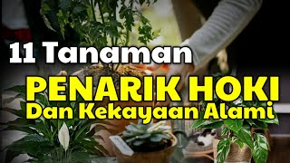 Download lagu INILAH 11 TANAMAN PENARIK REZEKI YANG BISA KAMU TANAM DIRUMAH mp3 Download lagu INILAH 11 TANAMAN PENARIK REZEKI YANG BISA KAMU TANAM DIRUMAH mp3