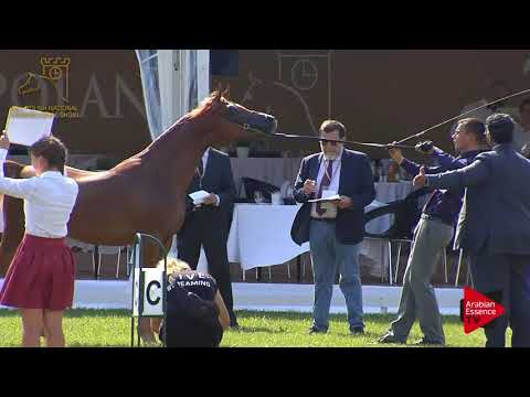 N.46 WORONIN - 2017 Pride Of Poland - Yearling Colts (Class 4)