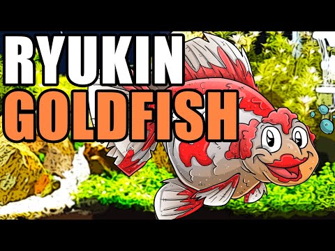 Ryukin Goldfish | Ryukin Goldfish Info and Care | Fancy Goldfish