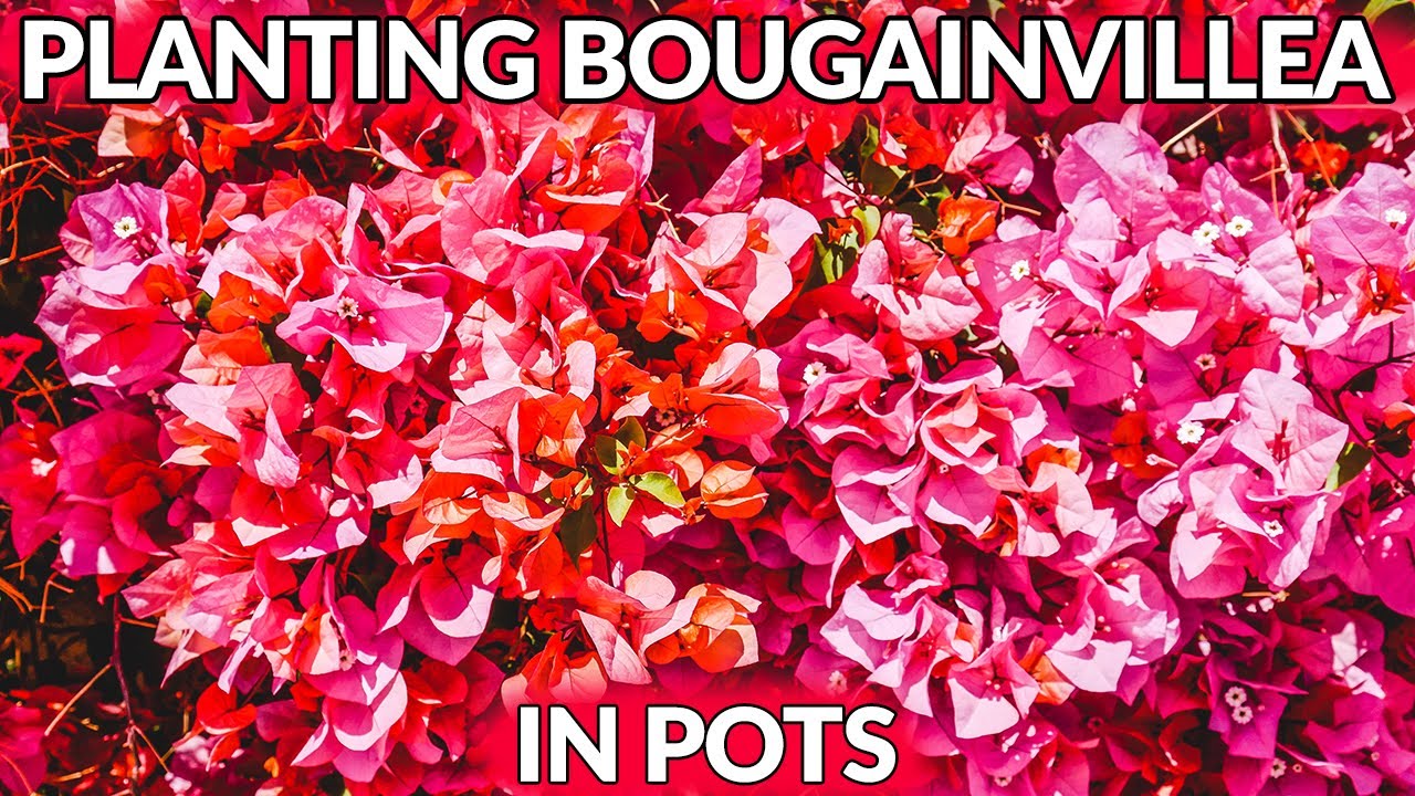 Watch video HOW TO PLANT BOUGAINVILLEA IN POTS/JoyUsGarden Now HOW TO PLANT BOUGAINVILLEA IN POTS/JoyUsGarden