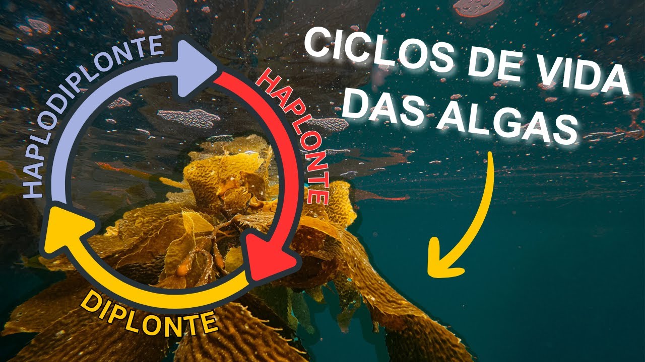 Ciclos de vida das Algas
