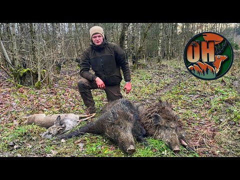 DRIVED HUNT IN BOAR PARADISE I 2022 I Wild without end!!!