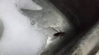 Roaches Drain Killer
