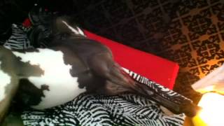 || Burn || Episode 1 &quot; Innocence Is Knocking &quot; || Original Breyer Horse MiniSeries ||