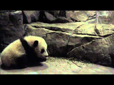 download lagu mp3 mp4 Bao Bao Celebrity, download lagu Bao Bao Celebrity gratis, unduh video klip Bao Bao Celebrity