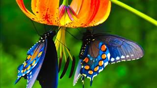 Bob Lind Elusive Butterfly