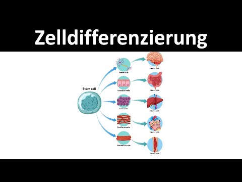 Cell differentiation [stem cells, totipotent, pluripotent, unipotent) - [Biology, advanced level]
