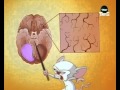 Pinky and the Brain - Hersenstam/Brainstem [Dutch ...