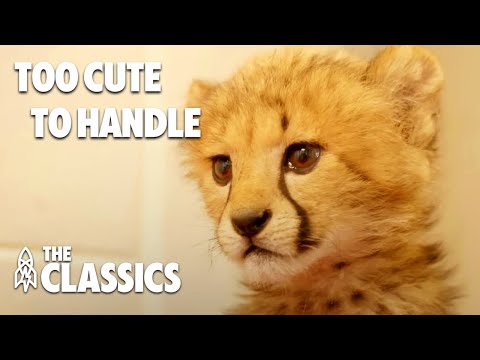 10 溫馨感人的動物故事，讓妳/你的心情瞬間好起來！| 經典雋永 (10 Animal Stories to Brighten Your Day | The Classics)